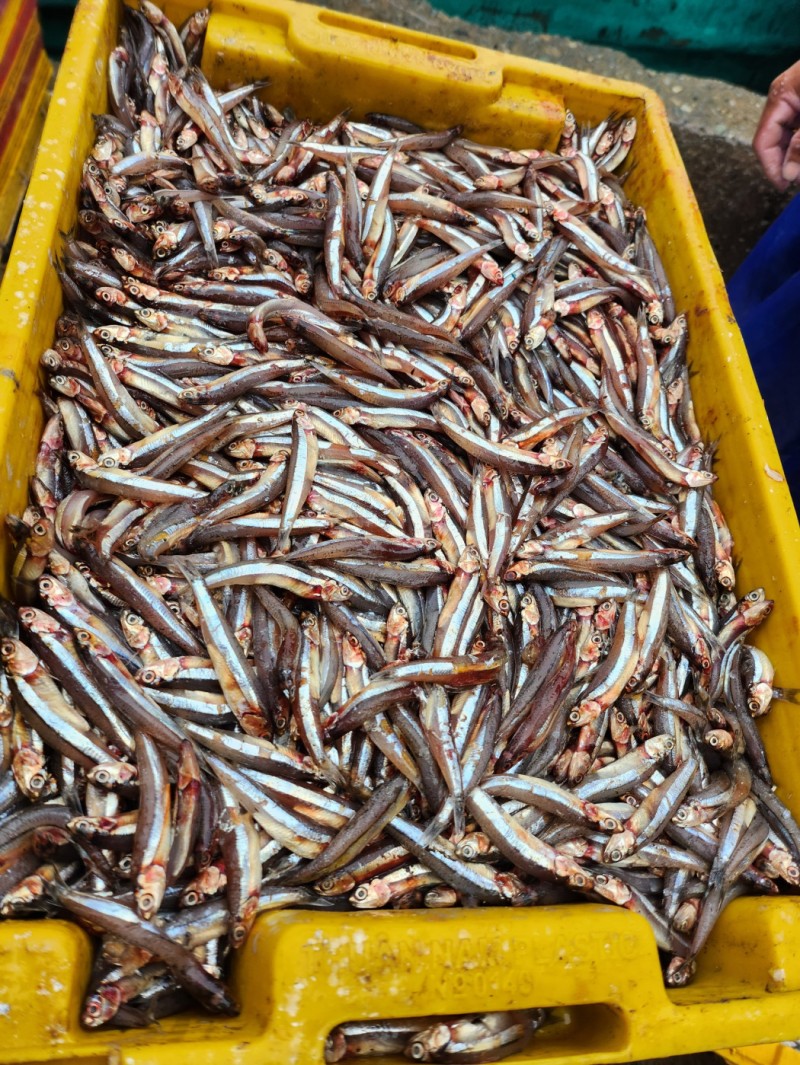 tu van ky thuat quy trinh y chuop nuoc mam cot nhi